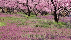 Trees Japan peach farm peaches orchards