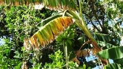 Trees jungle bananas solaga Free and Sovereign State of Oaxaca