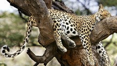 Trees Leopards