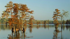 Trees light morning horseshoe cypress illinois