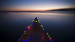 Trees lights iced earth