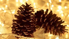 Trees lights iced earth