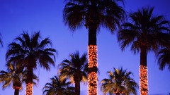 Trees lights iced earth