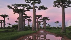 Trees Madagascar baobab grandidiers