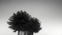 Trees monochrome paths Pierre Pellegrini