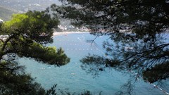 Trees montenegro becici