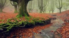 Trees moss Spain streams bing forests fallen leaves Basque 