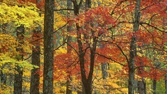 Trees Mountains autumn Tennessee