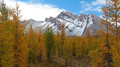 Trees Mountains Park Canada British Columbia forests larch 