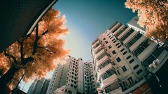 Trees multicolor cityscapes Yiu Yu Hoi