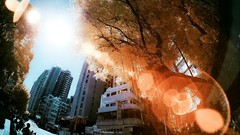 Trees multicolor cityscapes Yiu Yu Hoi