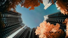 Trees multicolor cityscapes Yiu Yu Hoi