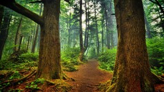 Trees nature forest path deep forest