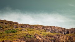 Trees New Zealand shrubs