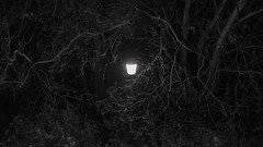 Trees night black and white branches light post lamp
