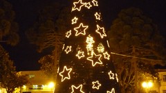 Trees night Christmas Brazil Paraná Campo Largo