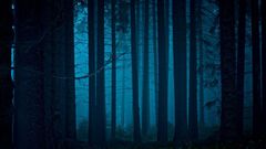 Trees night forests fog