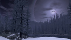 Trees night forests moon