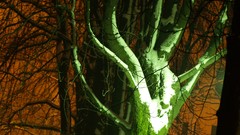 Trees night landscapes