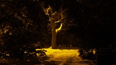 Trees night landscapes