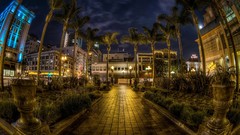 Trees night lights California palm trees pavement USA buildings 