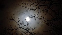 Trees night moon terrible mystic
