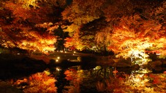 Trees night seasons autumn lights fortress oak lakes riverbed