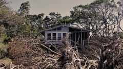 Trees old South Carolina USA houses cabin forests