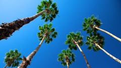 Trees palm trees blue skies worms eye view