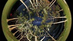 Trees panorama circle fisheye