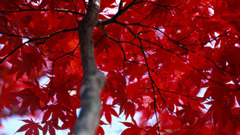 Trees red leaves