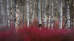 Trees red Oregon Aspen