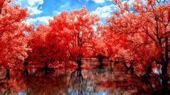 Trees red path Spada