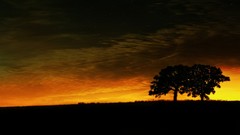 Trees romance contrast artwork nightfall