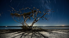 Trees roots star trails