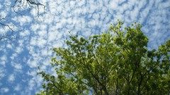Trees skies Sony NEX-C3 Green Lake WA
