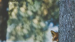 Trees snow Animals hiding foxes
