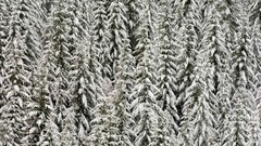 Trees snow Evergreen