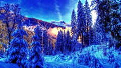 Trees snow HDR Photography snow landscapes nordic