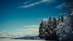 Trees snow pine trees nordic