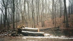 Trees snow tree trunks streams forests