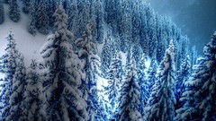 Trees snow winter blue cold white spruce pine trees