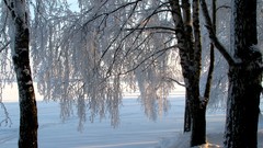 Trees snow winter Kalyazin