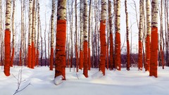 Trees snow winter red forests Yuri Vassiliev