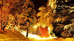 Trees snow winter roads lamp posts