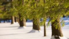 Trees snow winter scenes