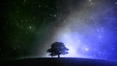 Trees Stars nighttime tree