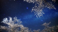 Trees Stars sakura cherry blossoms night sky cherry tree