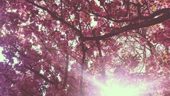 Trees summer pink spring canopy blossom sunlight cherry blossoms