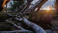 Trees sun branches tree trunks bushes